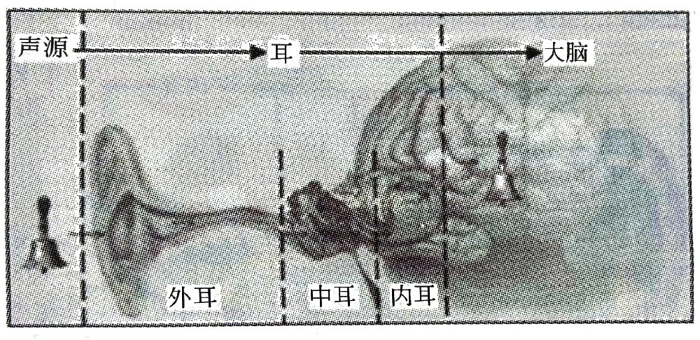 聽覺系統(tǒng)的構造與功能—?聽覺的產生