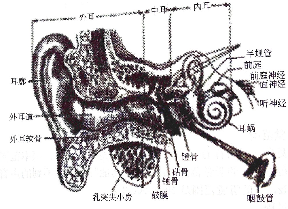 聽覺系統(tǒng)的構造與功能—?耳的構造（一）