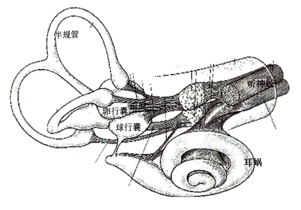 聽覺系統(tǒng)的構造與功能—?耳的構造（二）